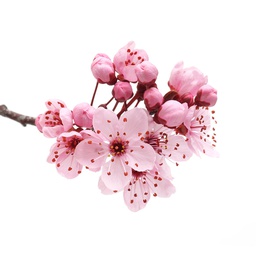 زيت رائحة أزهار الكرز الياباني ( الساكورا )